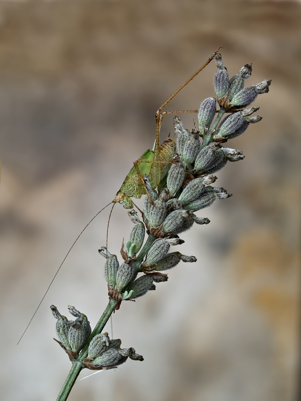 ...ste antenne..che problema!!!!