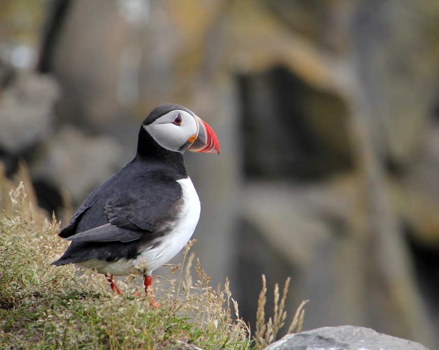 Puffin