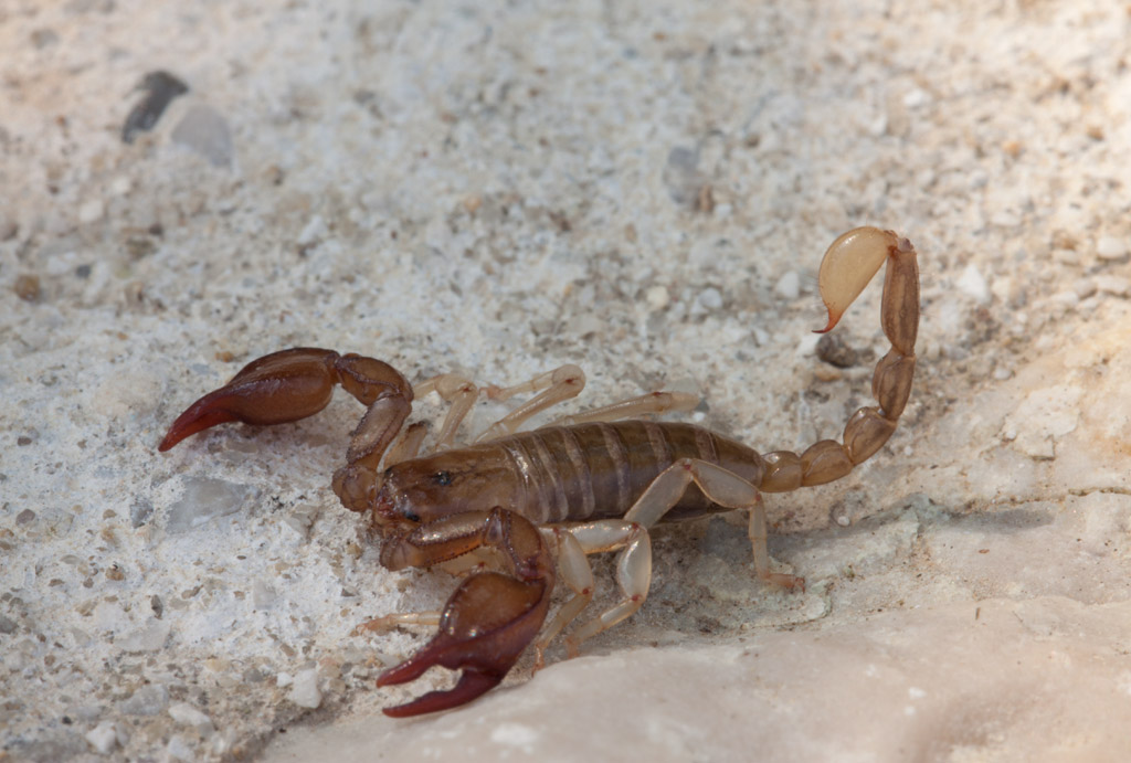 Euscorpius sp
