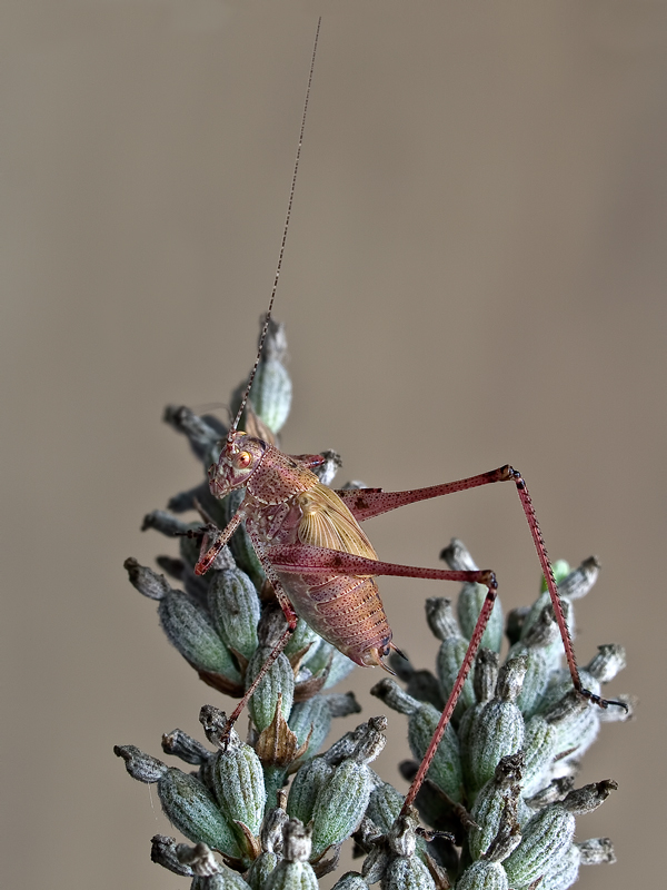 ....di vedetta...