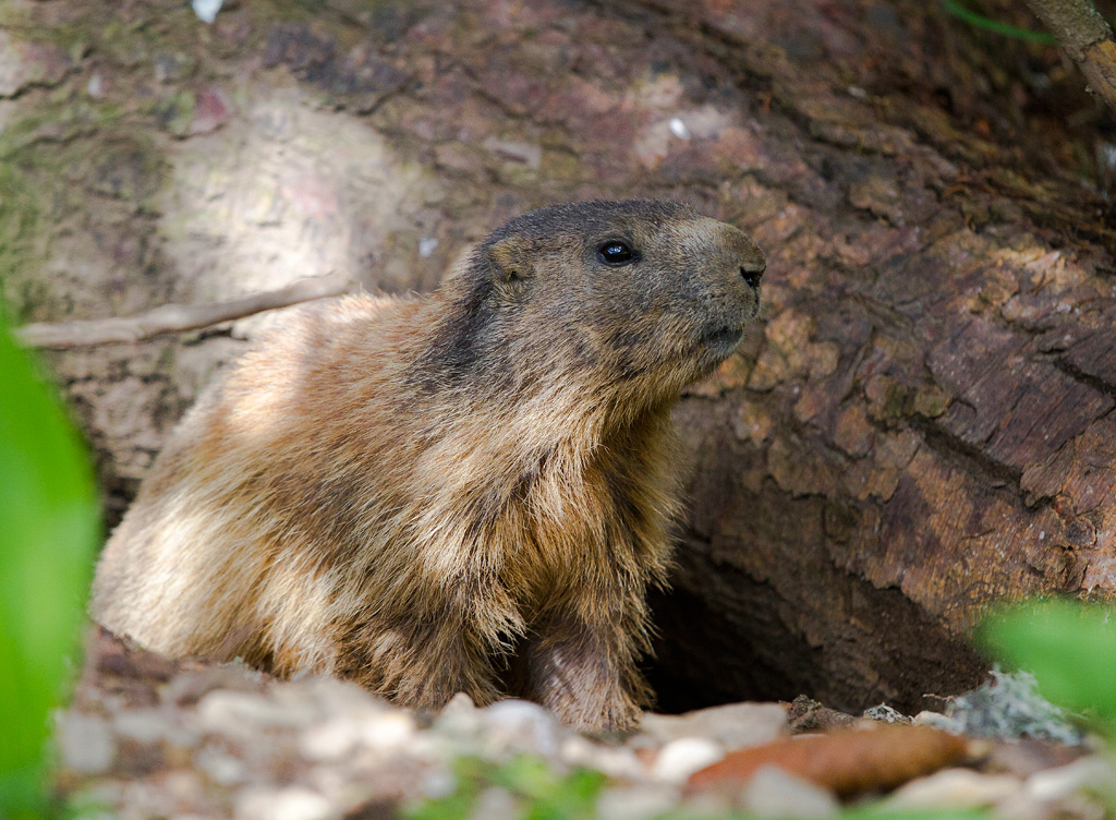 E le marmotte mangiavano la cioccolata..