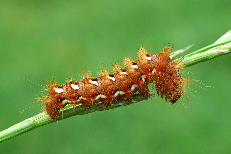 Acronicta rumicis