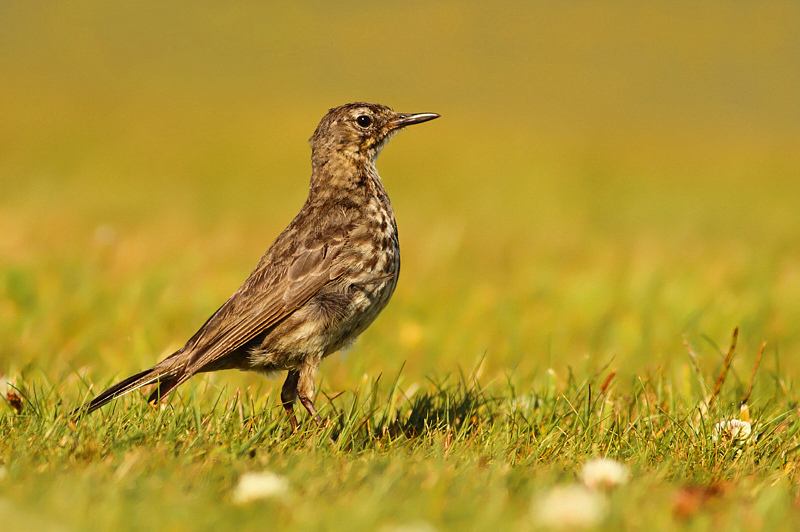 SPIONCELLO MARINO.......
