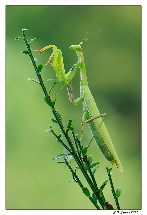 Mantis