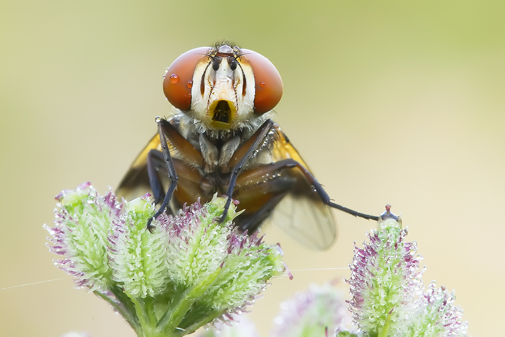 Buffo Ritratto  di una mosca