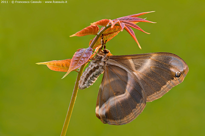 Bombice dell'ailanto o filosamia (Samia cynthia Drury, 1773) - Farfalla