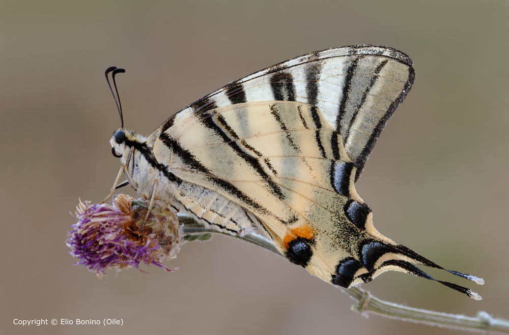 Podalirio (Iphiclides podalirius L.)