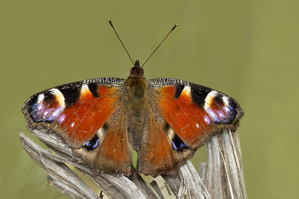 "Vanessa io"  ad ali spigate