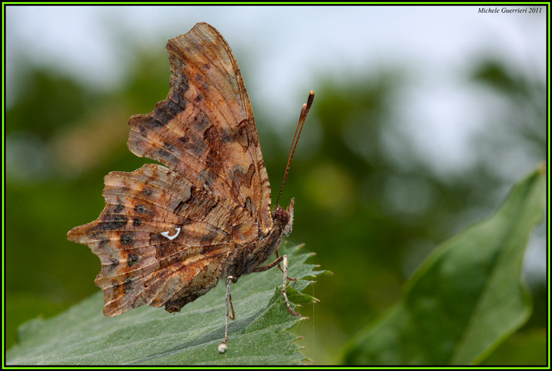 Polygonia c-album