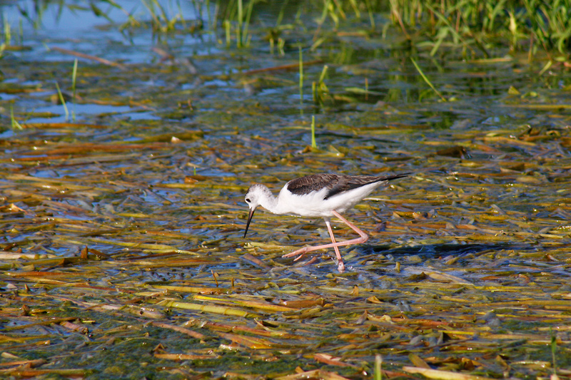 Alla ricerca di cena