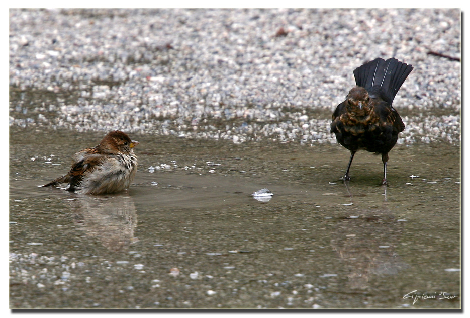 Che c'� da guardare!!