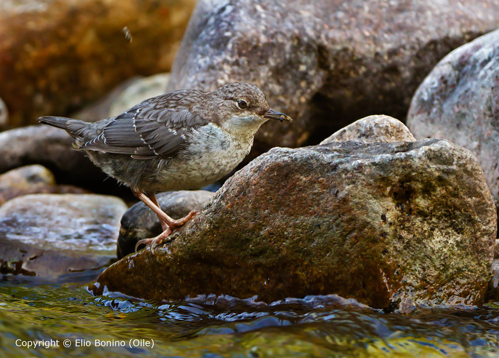 Merlo acquaiolo (Cinclus cinclus)