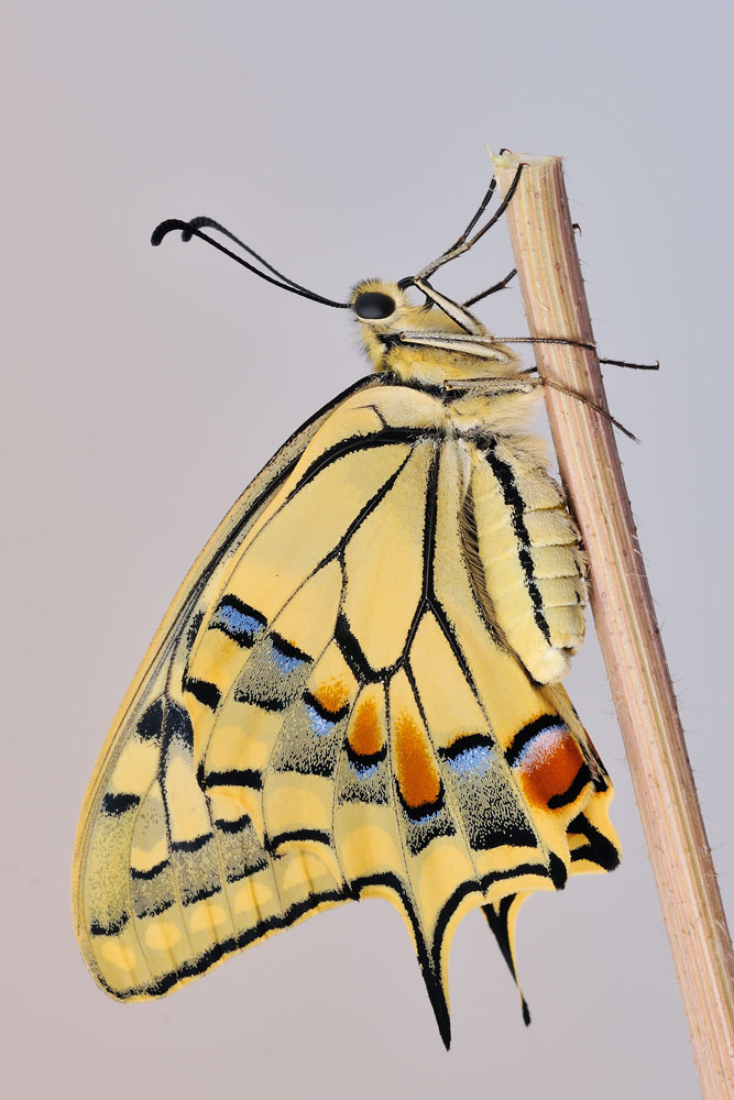 Papilio machaon