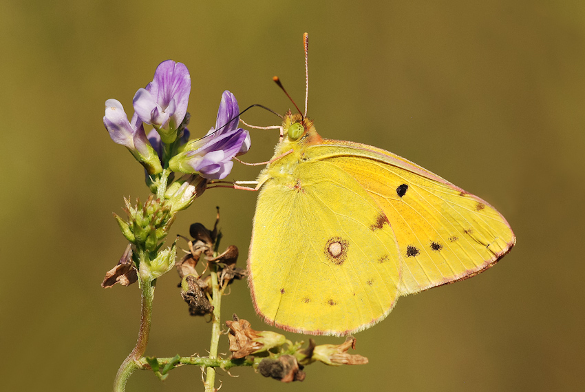 Colias crocea