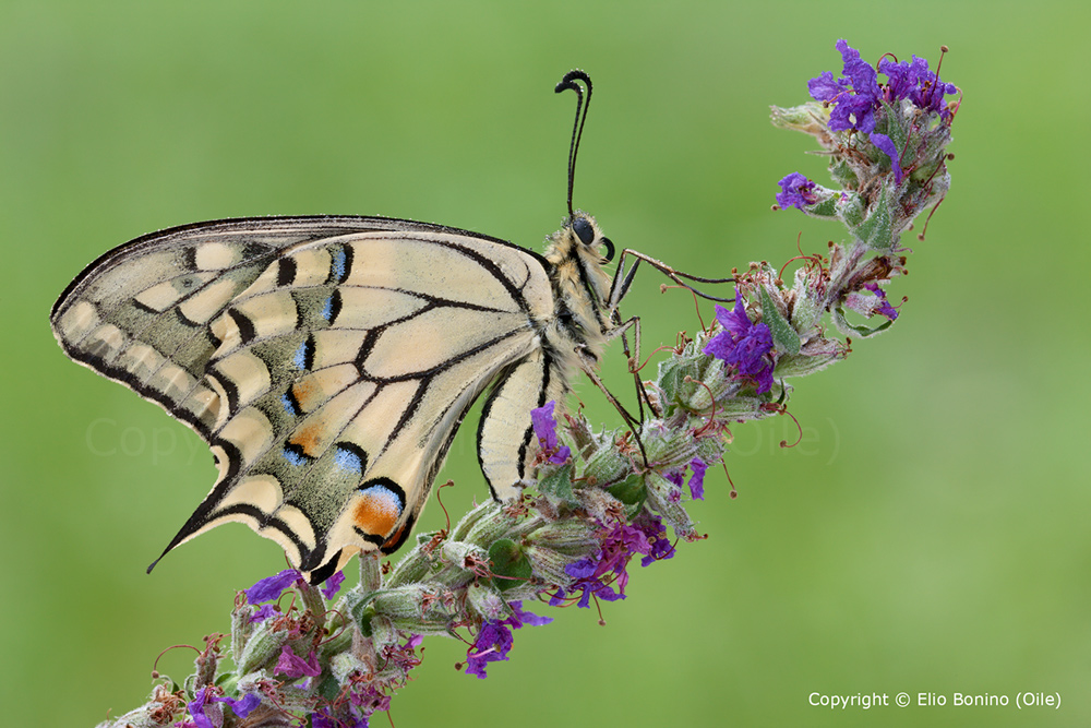 Macaone (Papilio machaon)