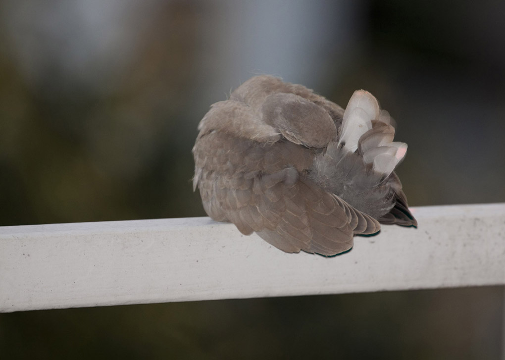 Il Tortorello di citt�