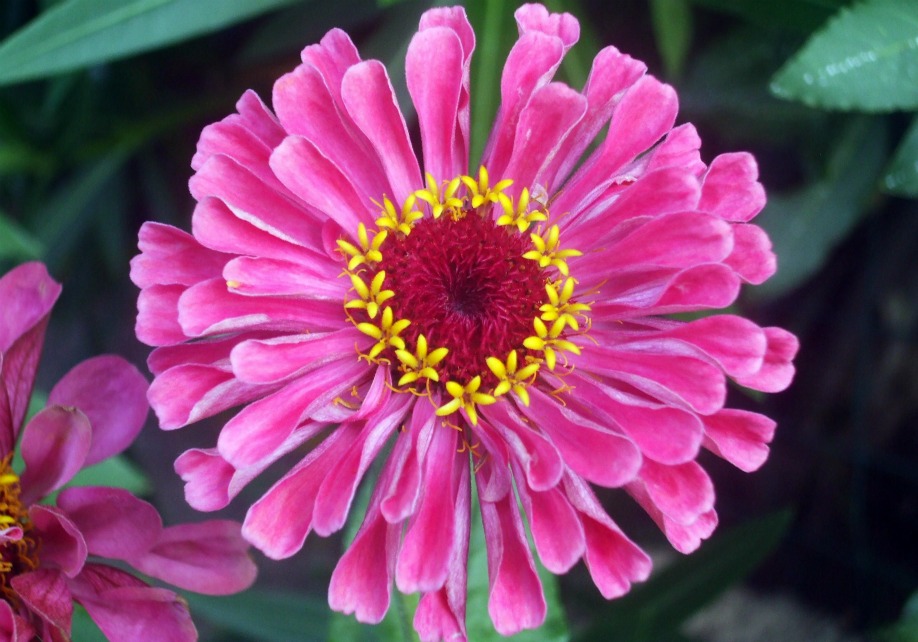 Il fiore con i cuori (: