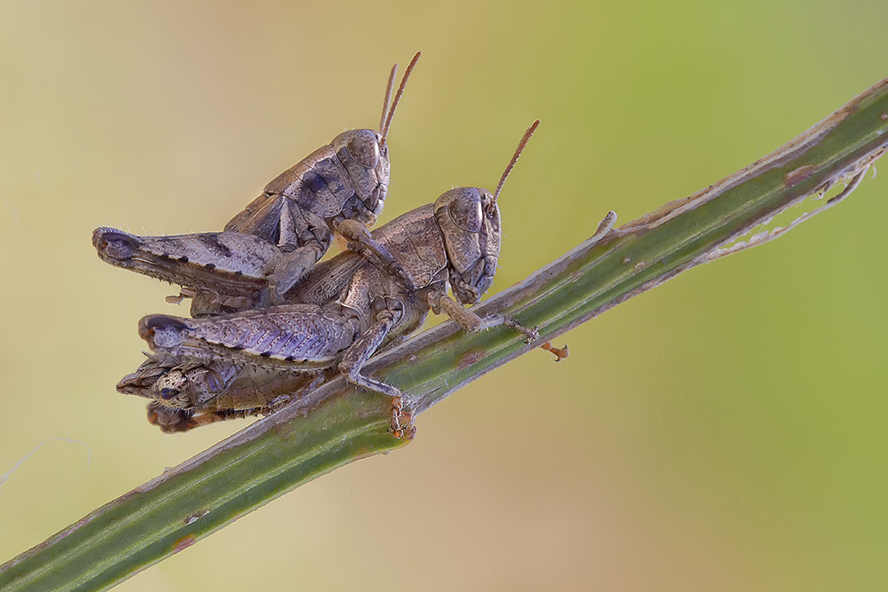 saltellando insieme.........