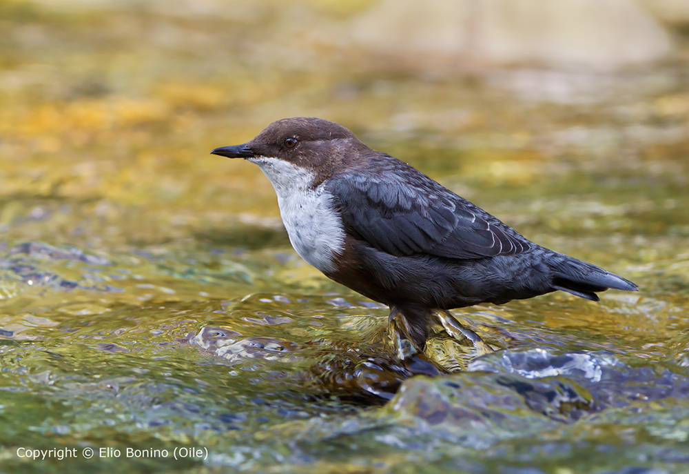 Merlo acquaiolo (Cinclus cinclus)