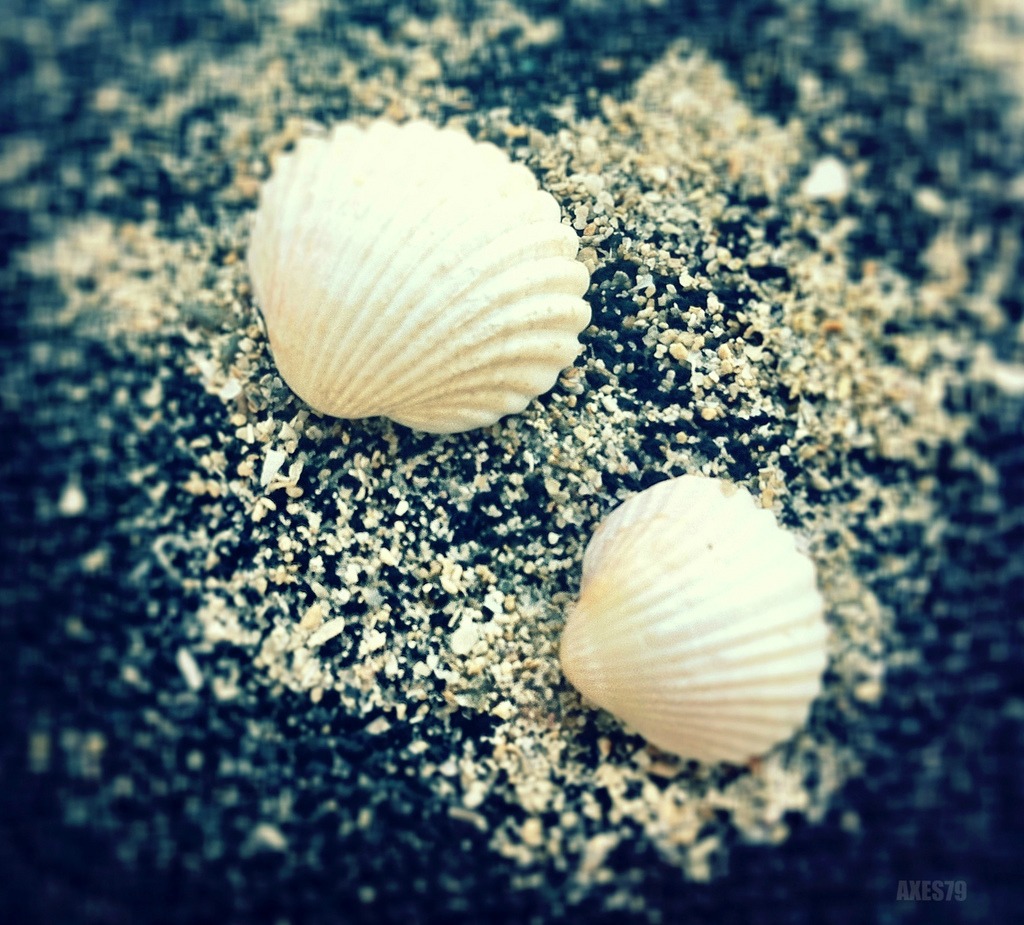 Conchiglie......