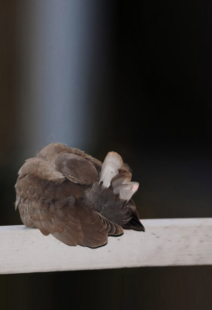 Tortorello di citt� in preparazione