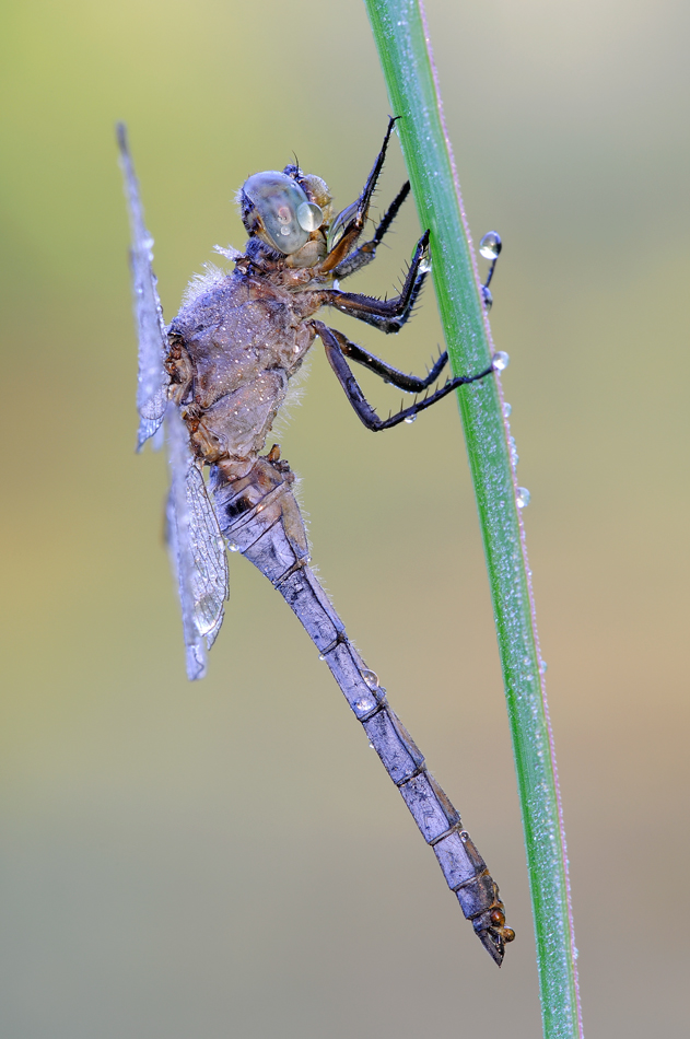 Orthetrum coerulescens