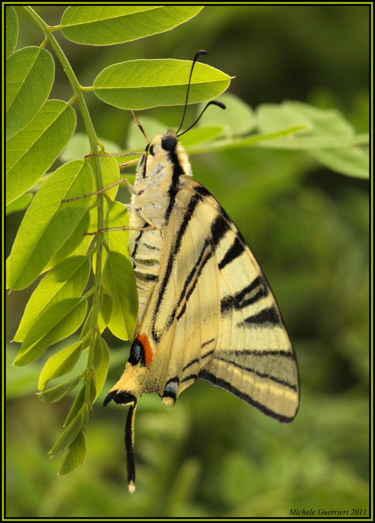 Iphiclides podalirius