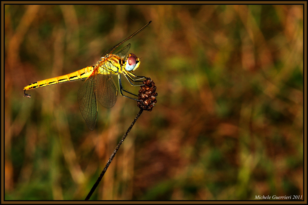 Libellula