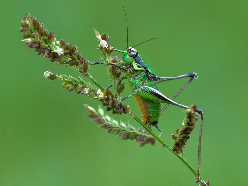 ...l'equilibrista....