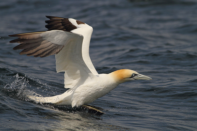 SULA IN DECOLLO.......