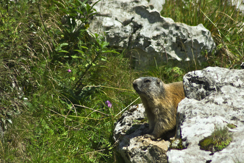 marmotta