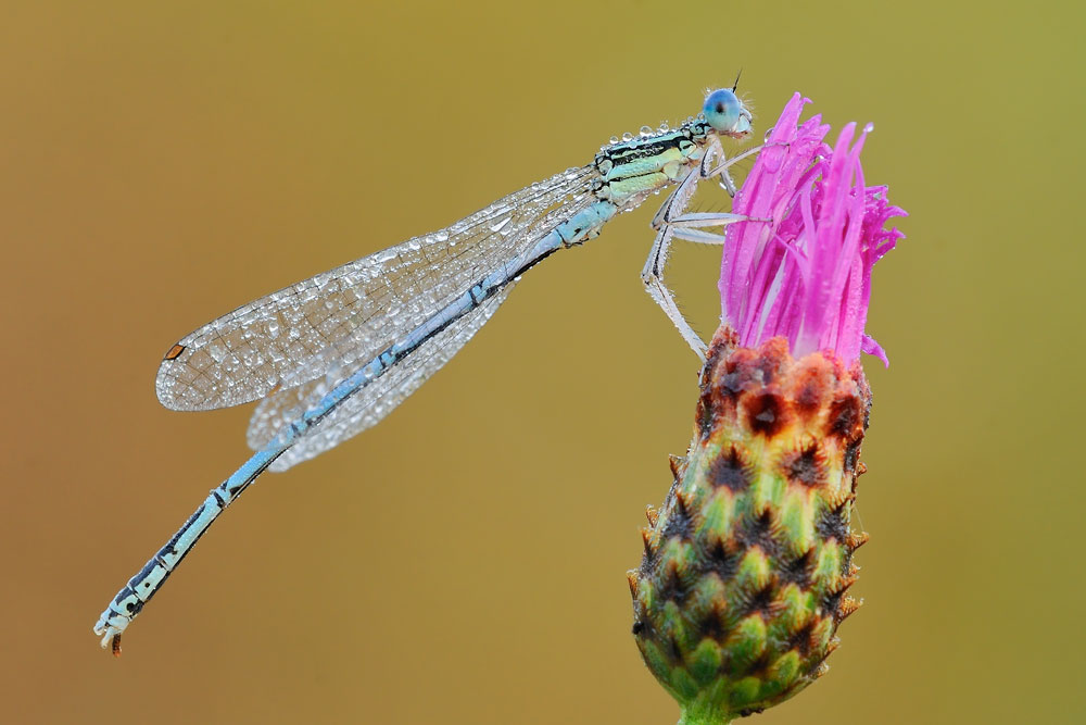 Platycnemis pennipes