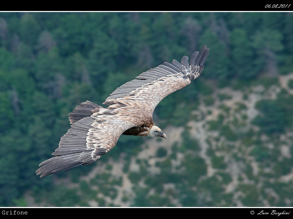 Grifone # 1