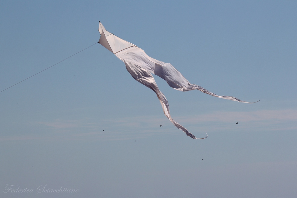 Ciascuno di noi �, in verit�, un'immagine del grande gabbiano,  un'infinita idea di libert�, senza limiti.   Richard Bach - Gabbiano Jonathan Livingston