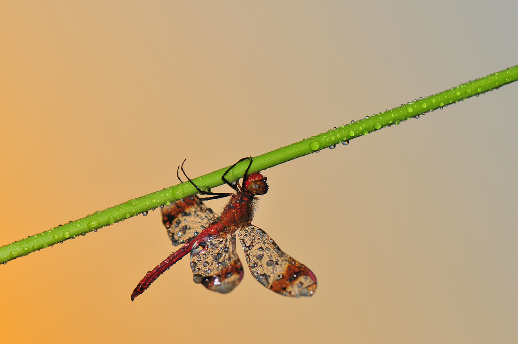 mattinata  favorevole