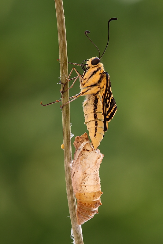Papilio machaon (Linnaeus, 1758) - Papilionidae