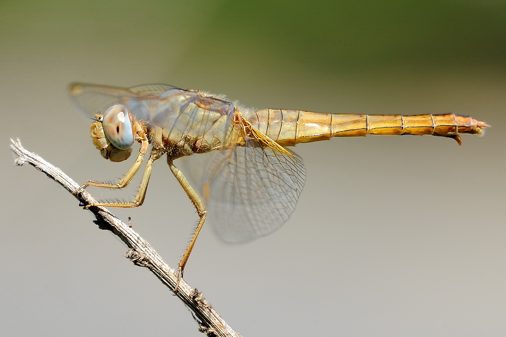 Sympetrum fonscolombii