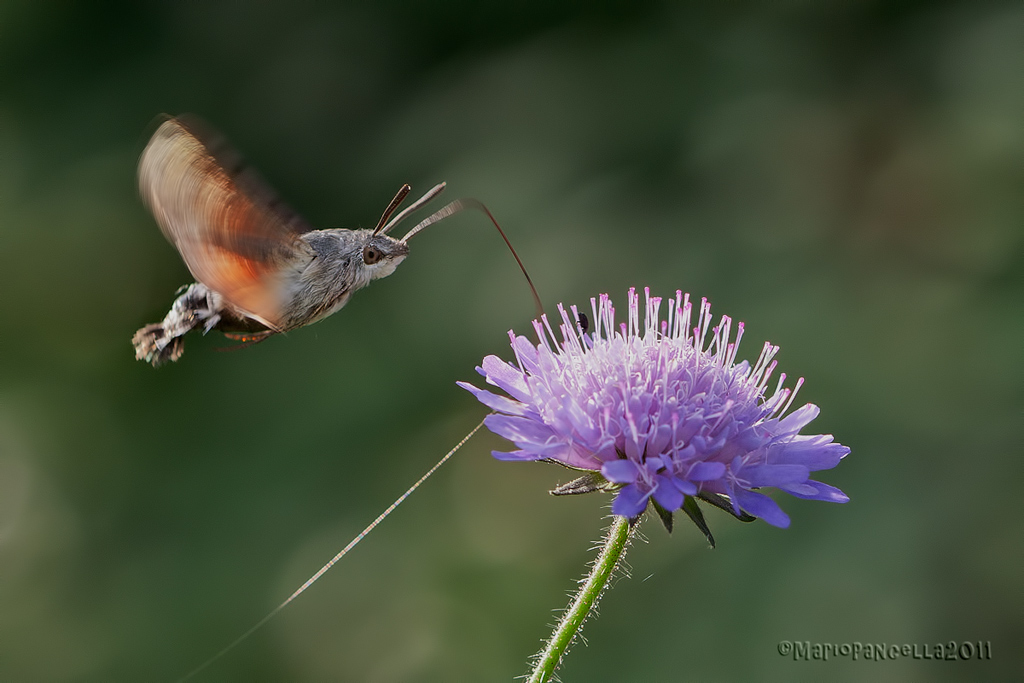 Macroglossum stellatarum