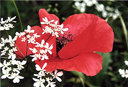 TULIPANO    Copyright 2004  Fiumana Carlo