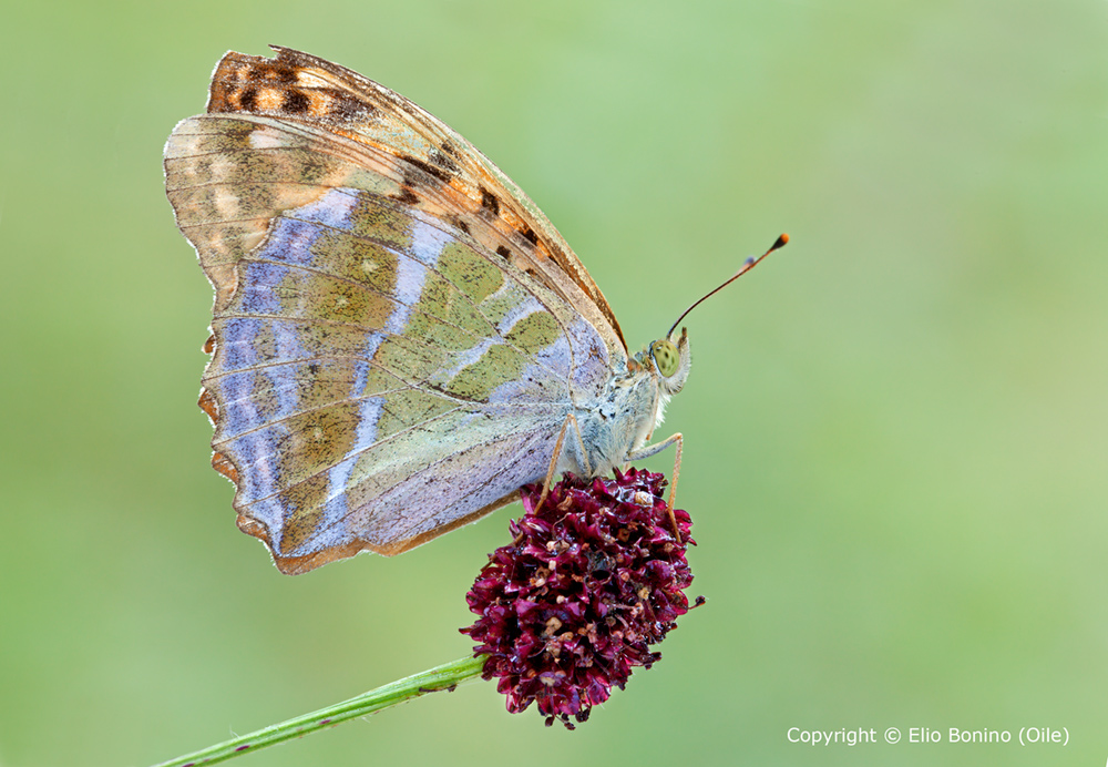 Argynnis Pafia (Argynnis paphia)