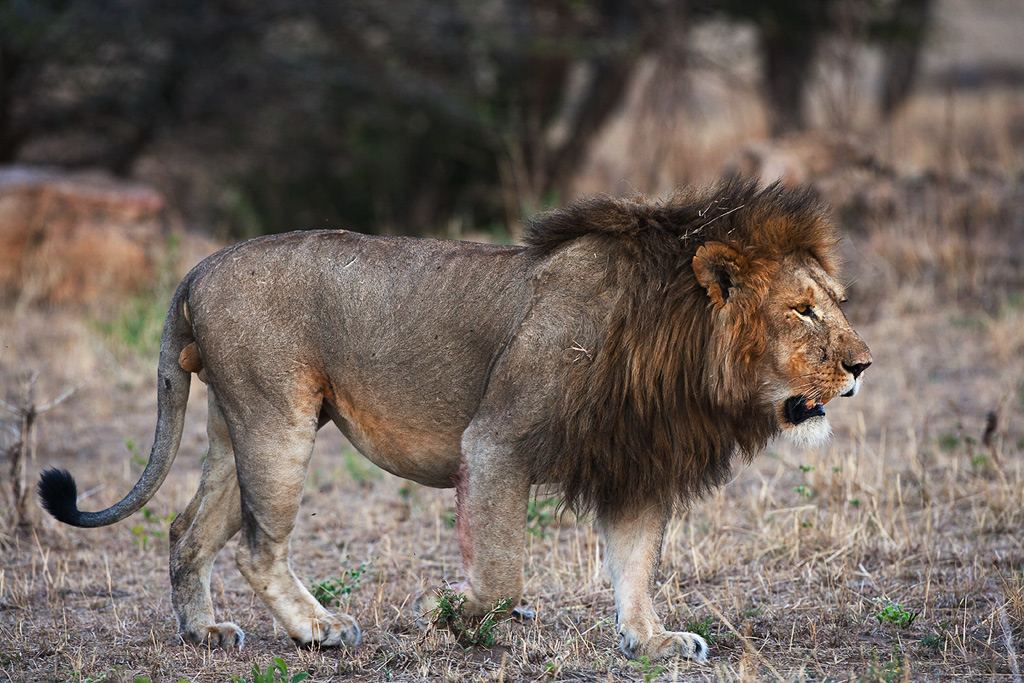 Leone maschio nel Serengeti