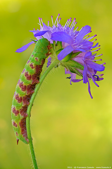Hemaris tityus (Linnaeus, 1758)