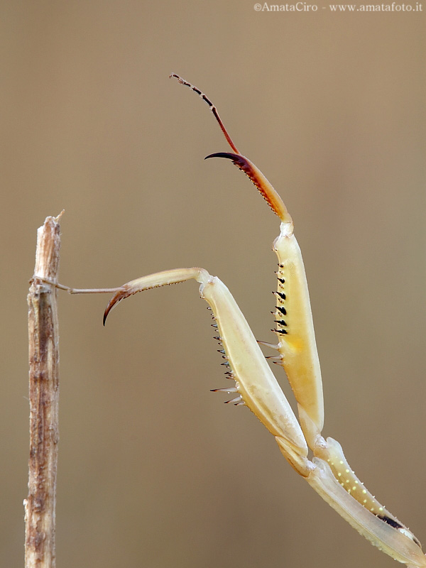 Attrezzi del mestiere