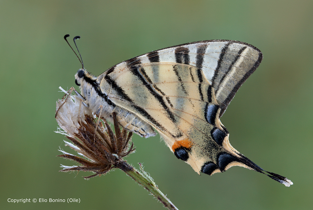 Podalirio (Iphiclides podalirius L.)