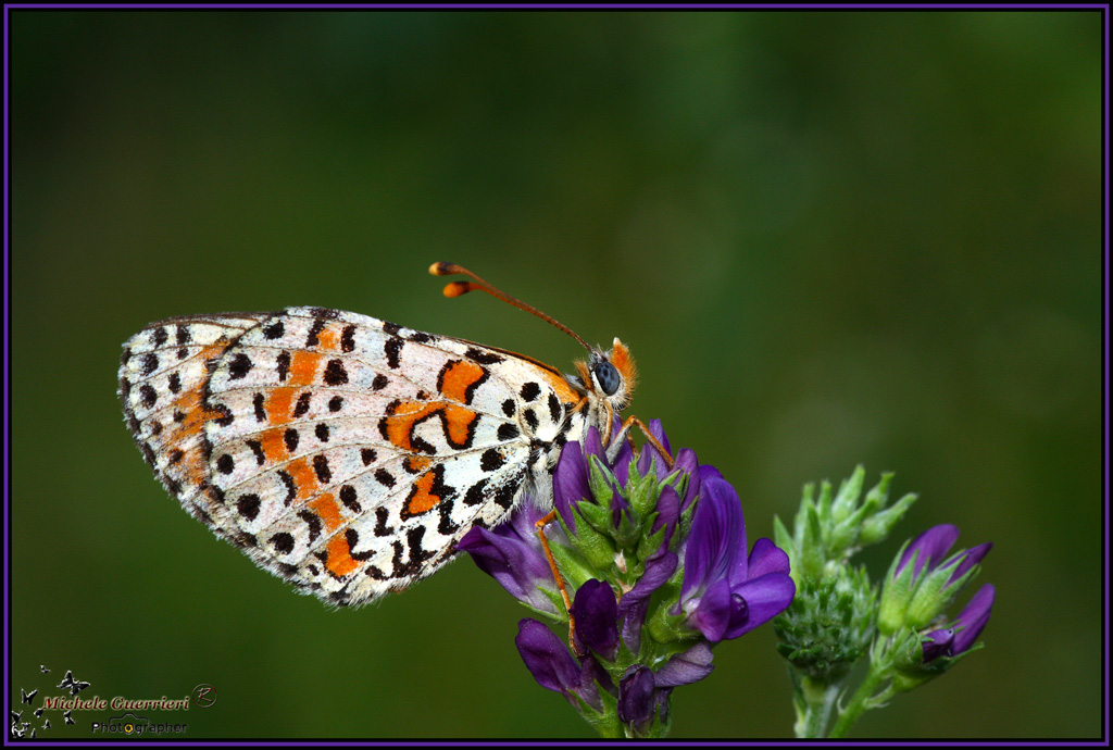 Melitaea didyma