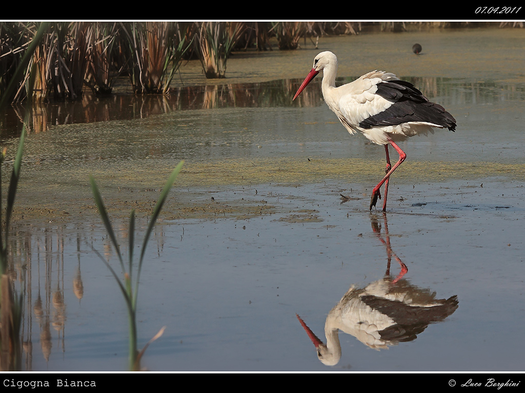 Cicogna Bianca # 6