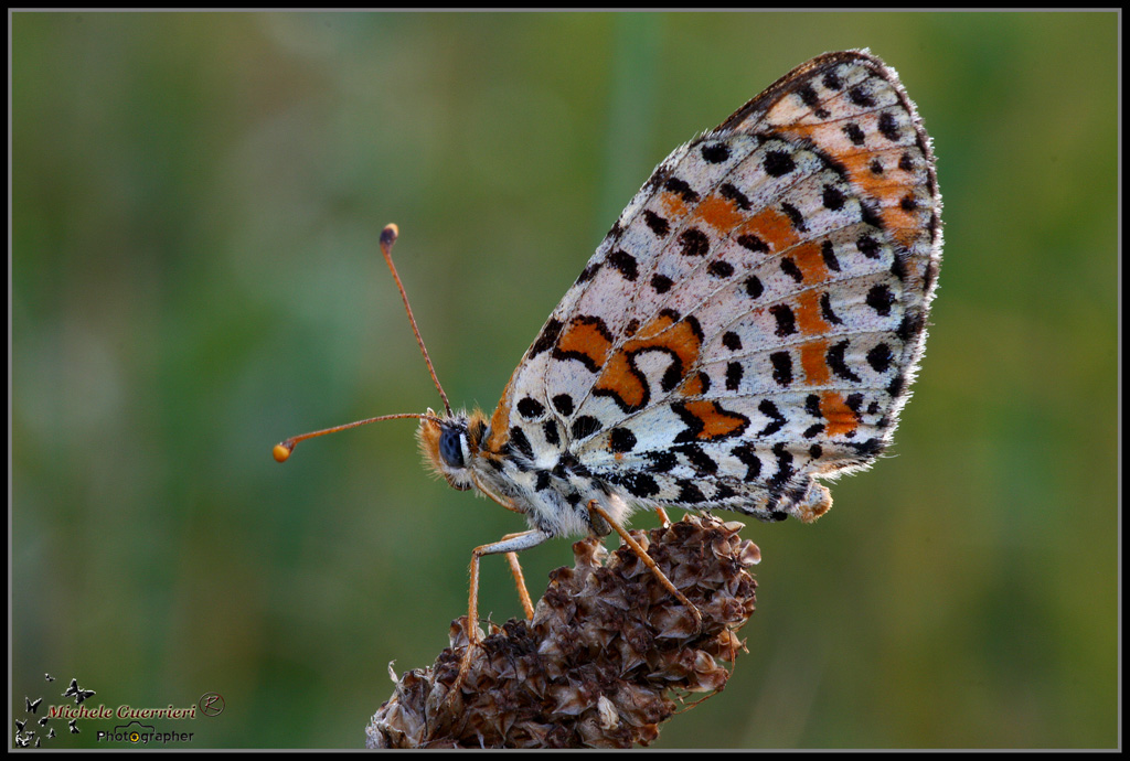 Melitaea didyma
