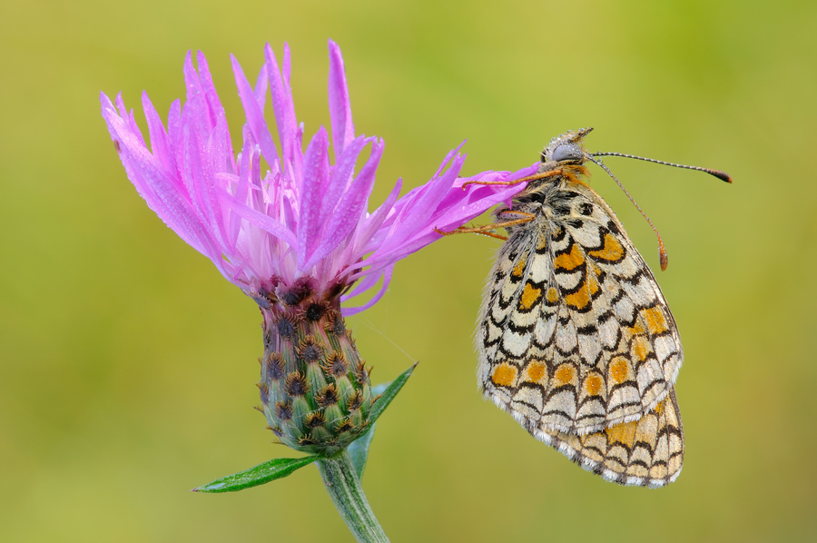 Il fiore e la farfalla