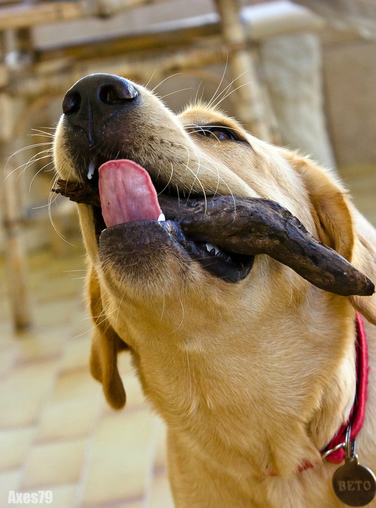 Beto-Cane labrador