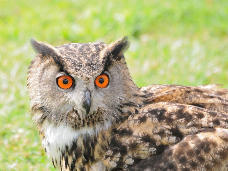 Attento... er lazziale te guarda !